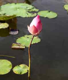 粉红色的莲花莲花池塘