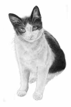黑色的白色猫插图