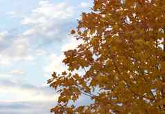 美丽的树黄色的秋天叶子蓝色的天空后台支持
