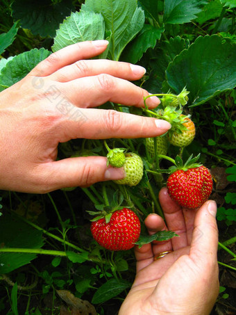 女人手触碰草莓
