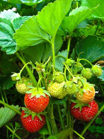 集成熟的草莓