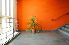 植物能橙色墙