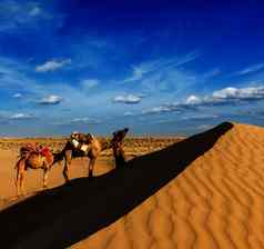 骆驼骆驼司机骆驼沙丘塔尔沙漠拉吉