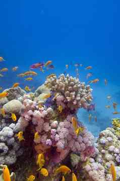 色彩斑斓的珊瑚礁异国情调的鱼底热带海