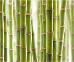 竹子丛林