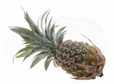 菠萝菠萝热带水果背景