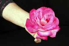 女人持有粉红色的玫瑰头手