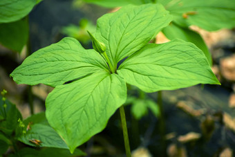 真正的情人的结巴黎quadrifolia