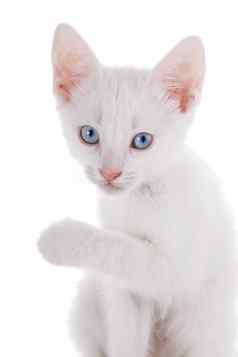 肖像白色小猫