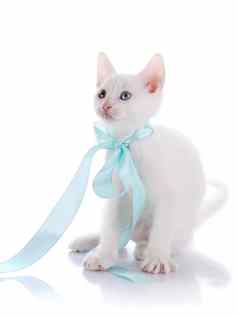 白色小猫多色的眼睛蓝色的弓