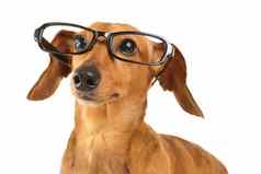 达克斯猎犬狗穿黑色的眼镜