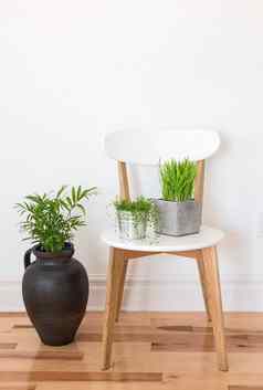 白色木椅子绿色植物