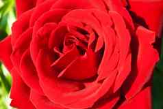 勃艮第玫瑰花园特写镜头