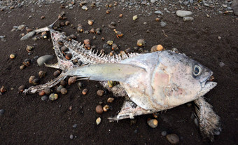 污染死鱼海滩吃隐士螃蟹