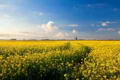 黄色的油菜场蓝色的天空风车