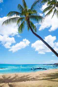 棕榈树桑迪海滩夏威夷