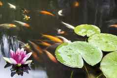 莉莉垫粉红色的花锦 鲤池塘