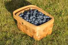 篮子蓝莓