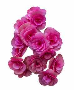 美丽的粉红色的花束花