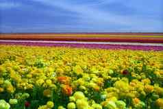 色彩斑斓的花场