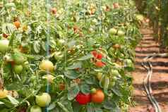 成熟西红柿温室