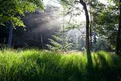 阳光绿色森林