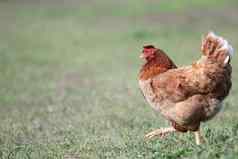 色彩斑斓的母鸡走农场