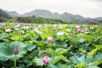 特写镜头粉红色的莲花花湖<strong>中国山</strong>背景