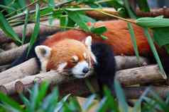 红色的熊猫火狐