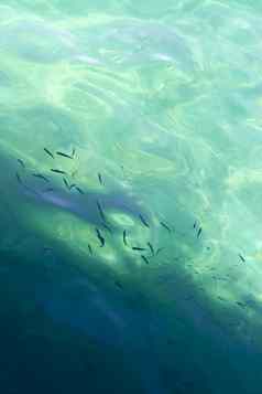 鱼游泳的轮廓Azure海