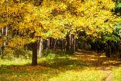 美丽的秋天公园黄色的黄金树叶太阳