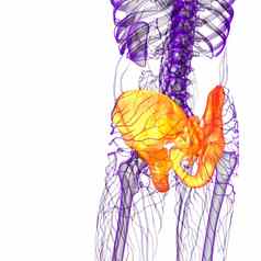 医疗插图臀部骨