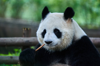 巨大的熊猫熊四川中国