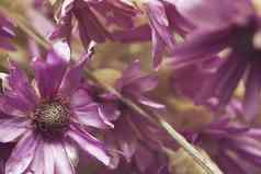 草干花一年生植物xeranteum紫色的花植物学