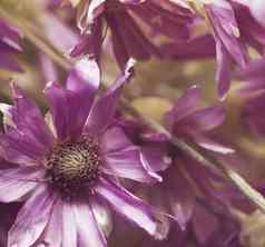 草干花一年生植物xeranteum紫色的花植物学