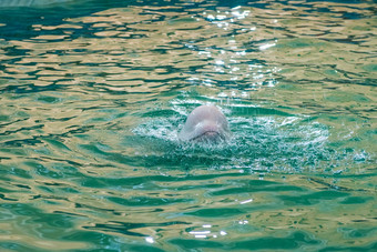 白色海豚海豚馆