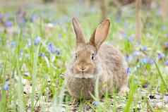 野生毛开花草地春天复活节兔子