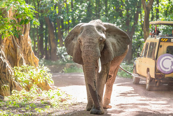 野生非洲大象还是现在观察到的旅游开放屋顶<strong>吉普车</strong>野生动物Safari