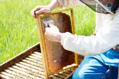 养蜂人清洗蜂蜜帧男人。作品养蜂场
