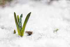 小蓝色的雪花莲的地方登记