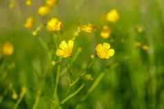 黄色的花分支绿色草背景毛茛属植物acris草地毛茛属植物高毛茛属植物常见的毛茛属植物巨大的毛茛属植物