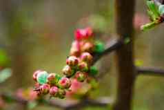 粉红色的花心春天花园春天盛开的樱桃花分支模糊自然摘要背景