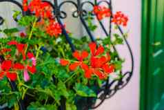 美丽的花窗台上街装饰小红色的明亮的花