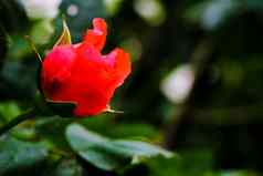 红色的玫瑰花盛开的玫瑰花园背景红色的玫瑰花焦点