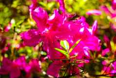 杜鹃花的花珊瑚粉红色的杜鹃花花珊瑚粉红色的杜鹃花花花园