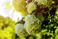 花束白色绣球花花开花早....花园绿色背景