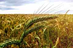 特写镜头绿色耳朵大麦农村文化农业概念
