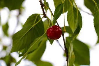 新鲜的红色的有机acerola樱桃水果挂树模糊背景健康的高维生素水果食物健康概念