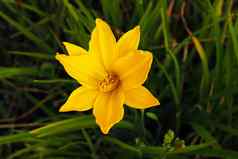 黄色的那喀索斯水仙花绿色背景春天花水仙花那喀索斯特写镜头花园