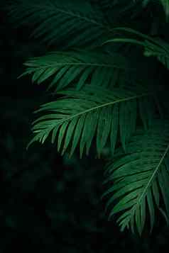 黑暗绿色棕榈叶子背景